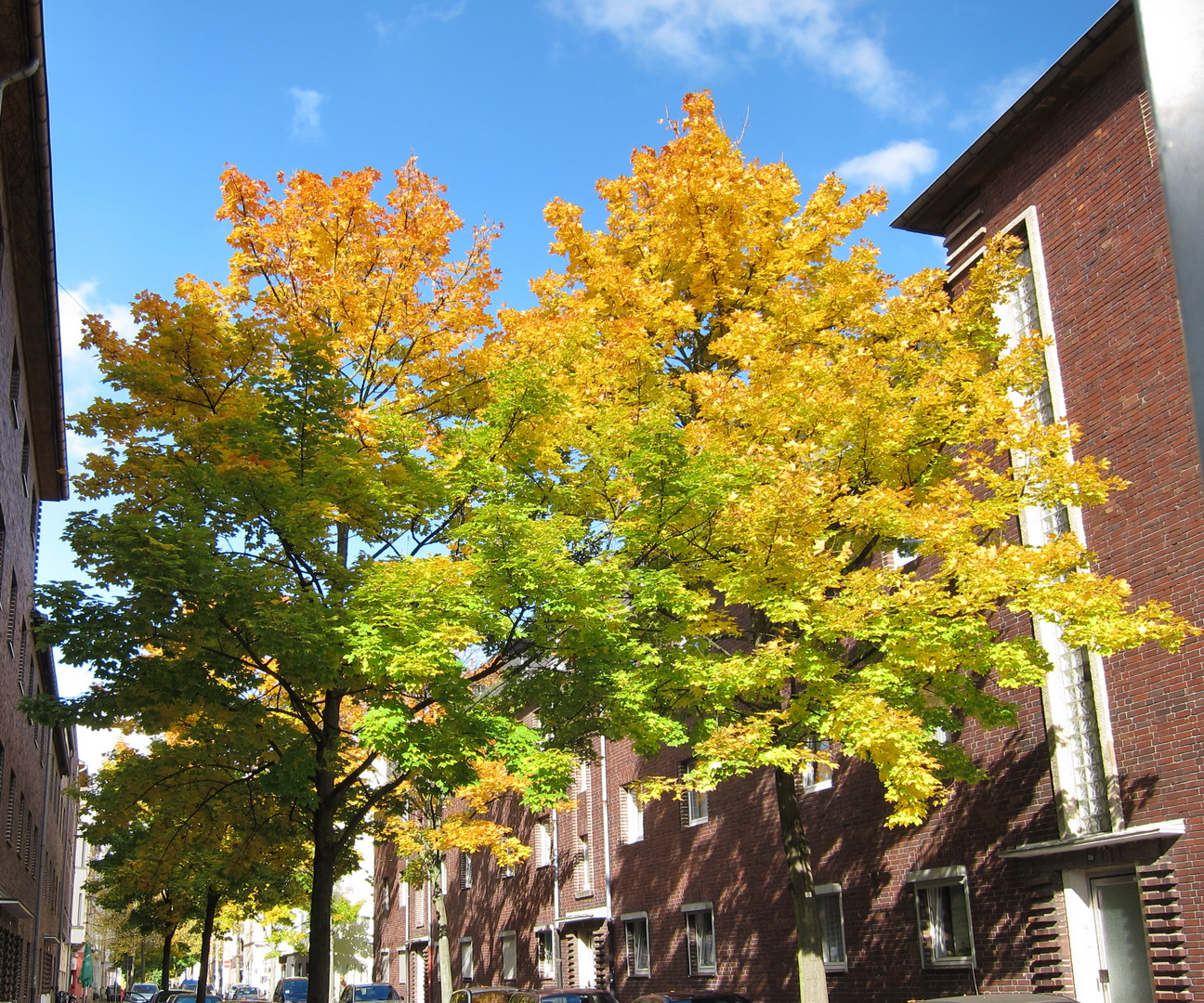 Bäume im Herbst