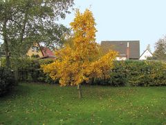 Bäume im Herbst