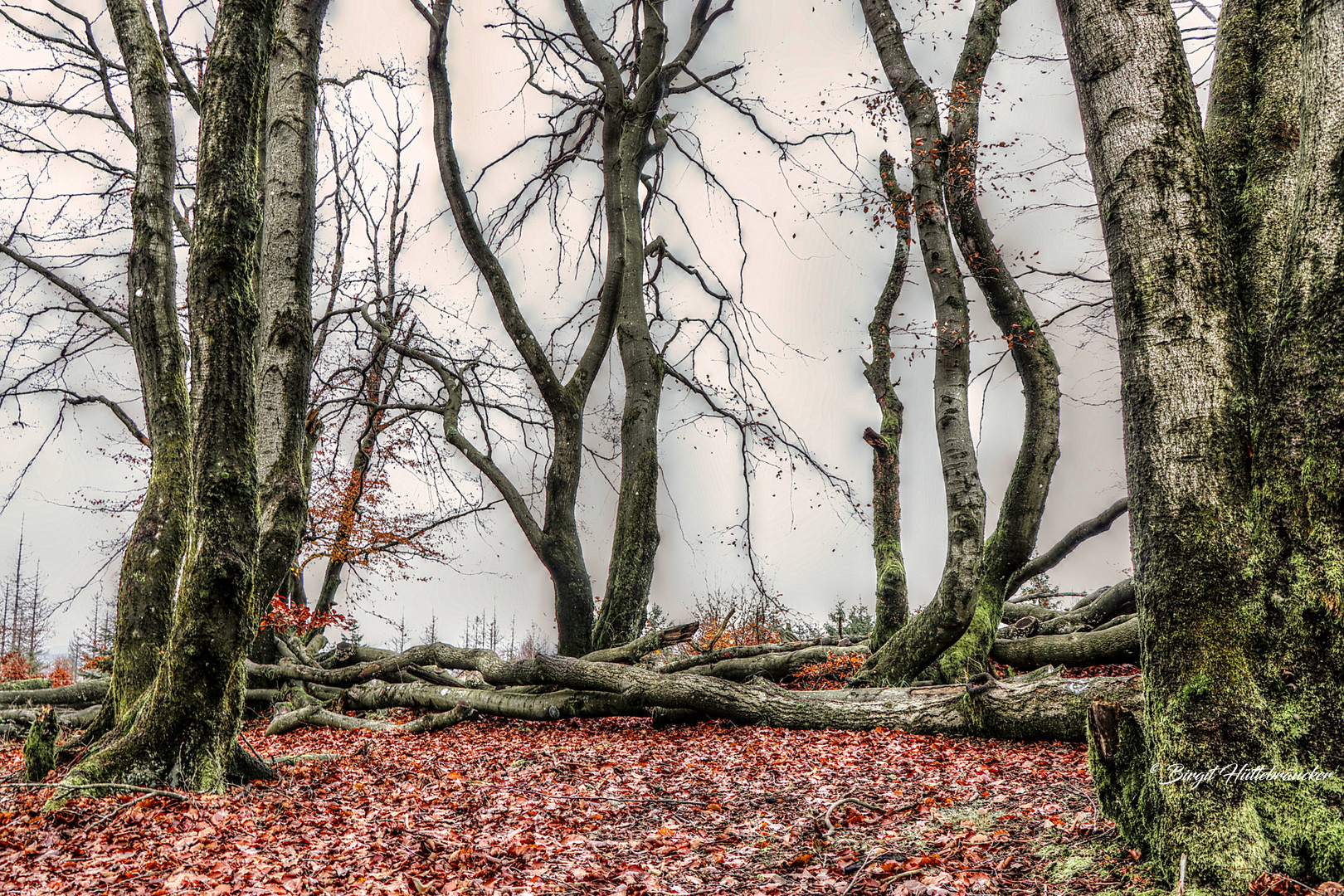 Bäume im Herbst