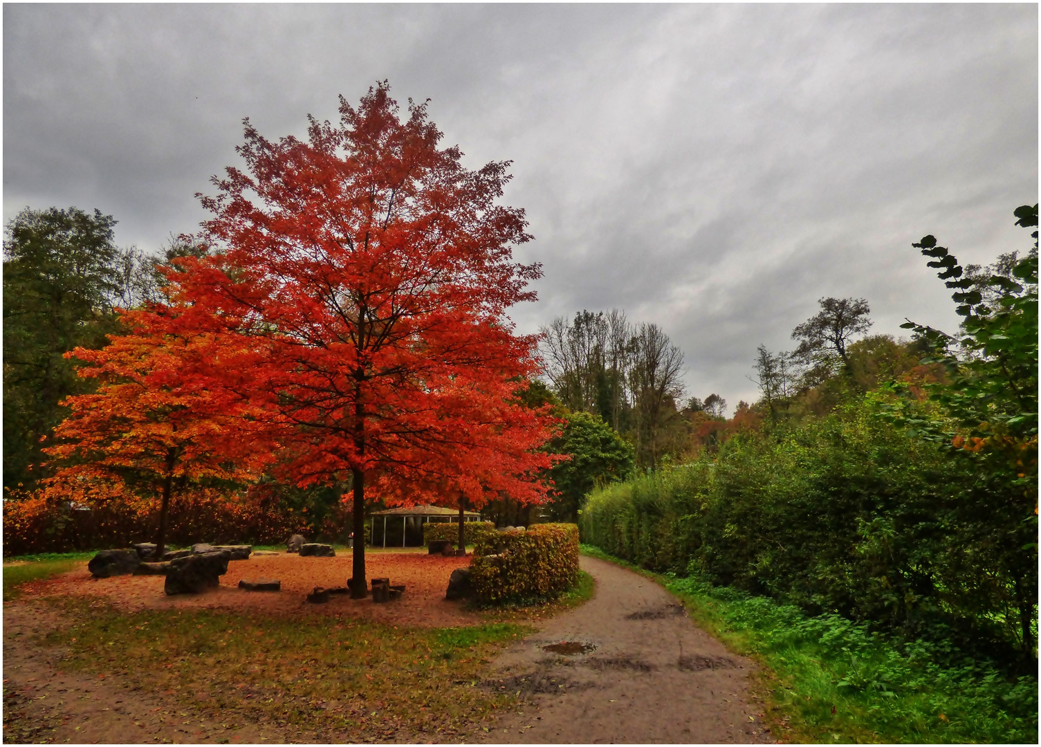  Bäume im Herbstkleid