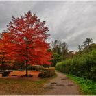  Bäume im Herbstkleid