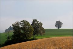 Bäume im herbstlichen Emmental