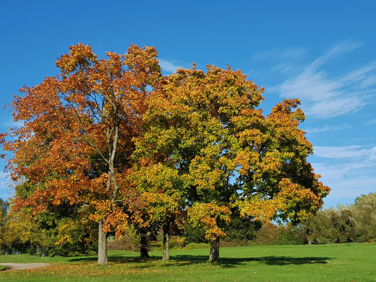 Bäume im herbstlichen Look