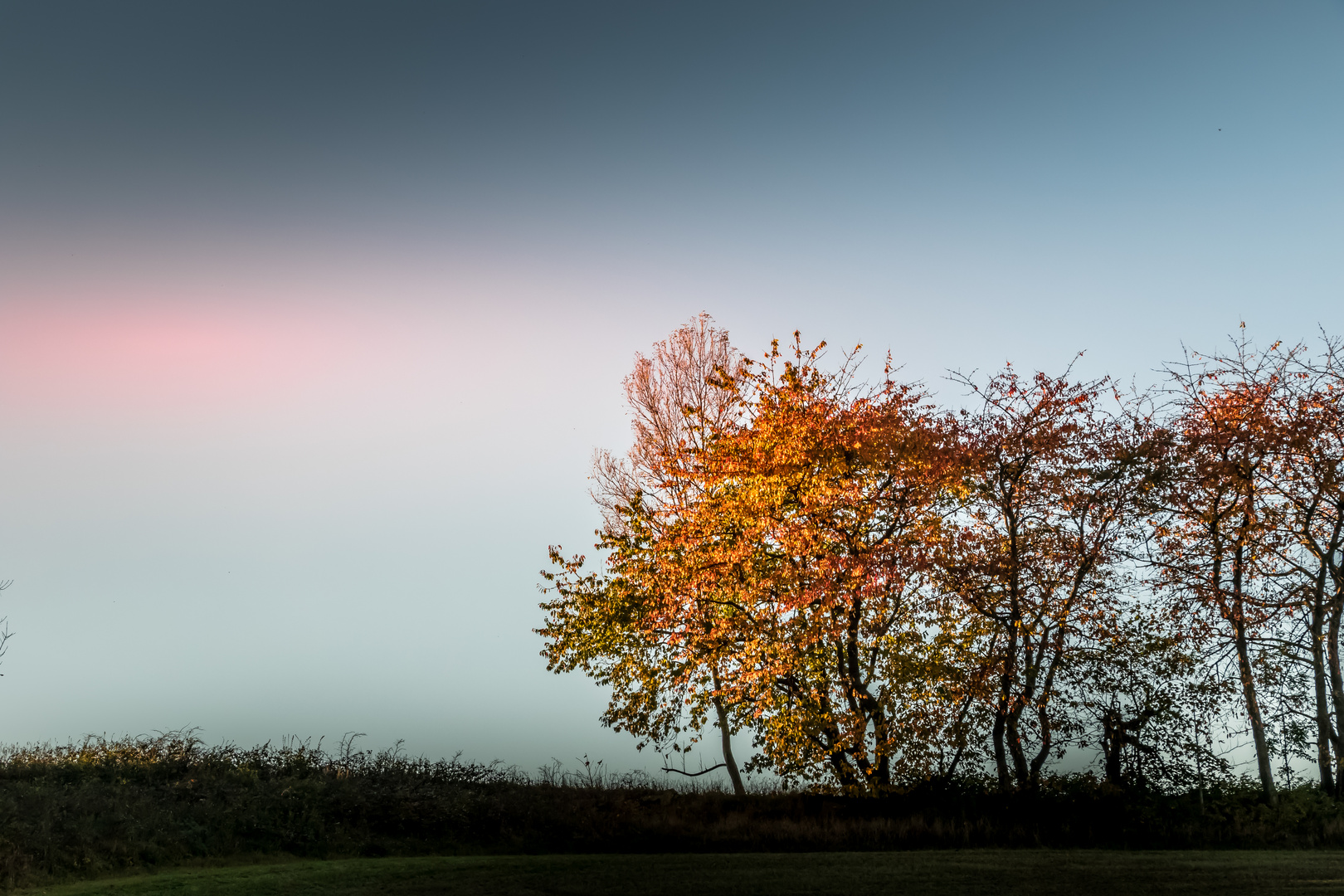 Bäume im Herbstlicht