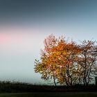 Bäume im Herbstlicht