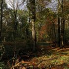 Bäume im Herbstlicht