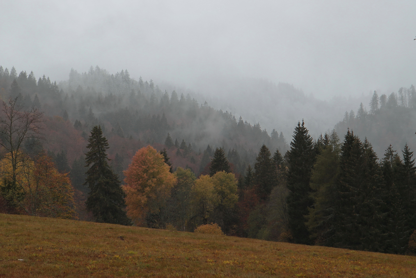 Bäume im Herbstnebel