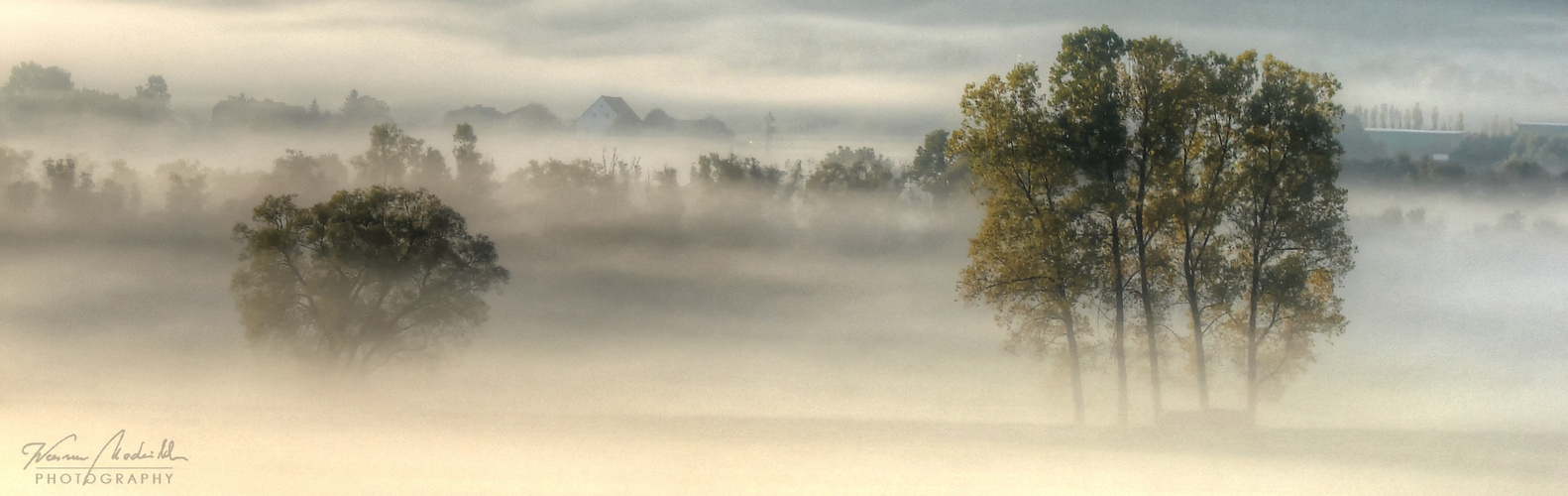 Bäume im Herbstnebel