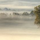 Bäume im Herbstnebel