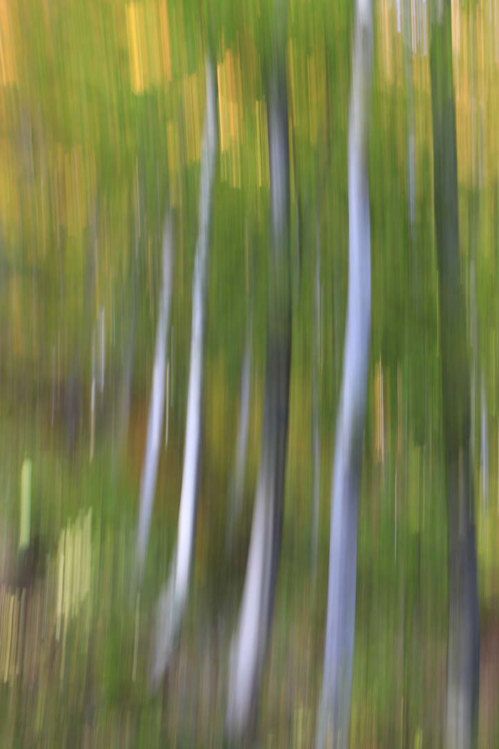 Bäume im Herbstwald