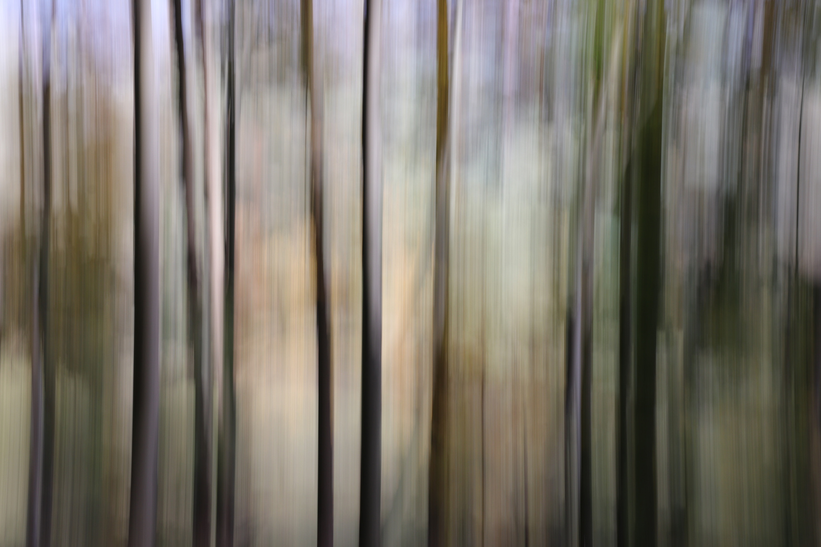 Bäume im Herbstwald