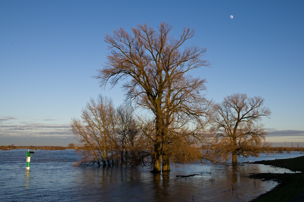 Bäume im Hochwasser