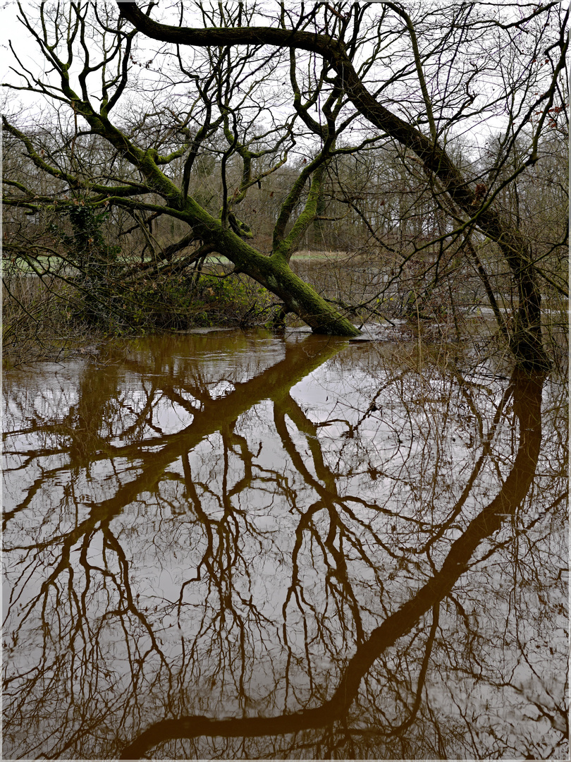 Bäume im Hochwasser