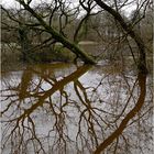 Bäume im Hochwasser