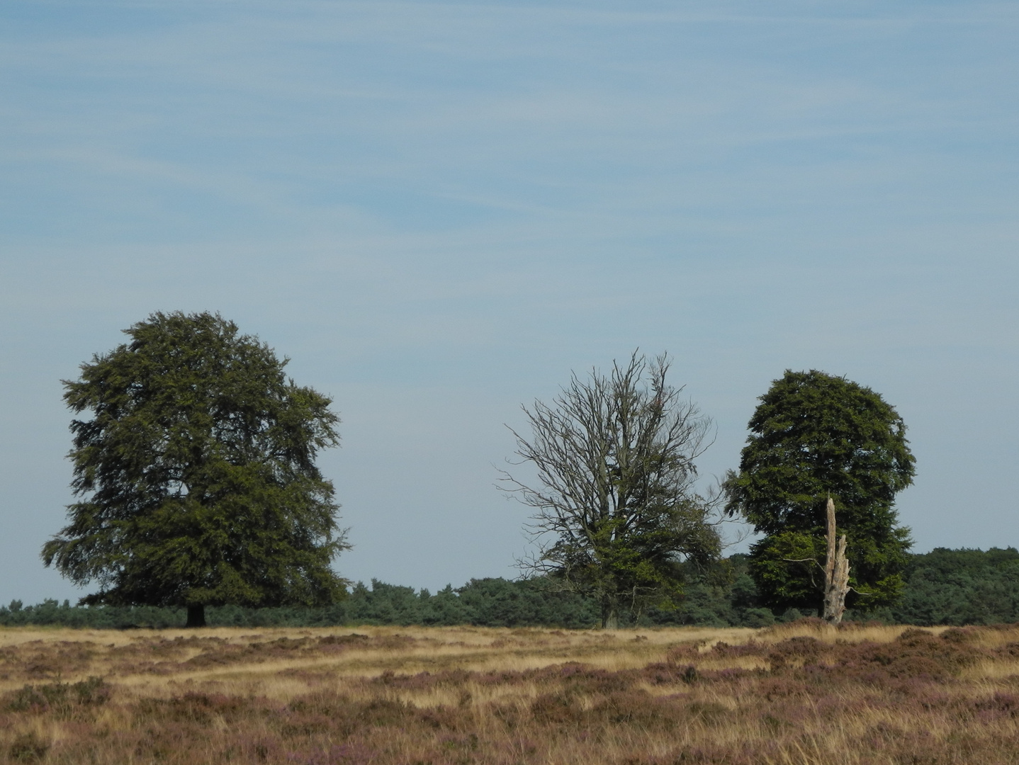 Bäume im Hoge Veluwe Nationalpark/NL