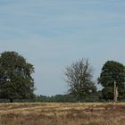 Bäume im Hoge Veluwe Nationalpark/NL