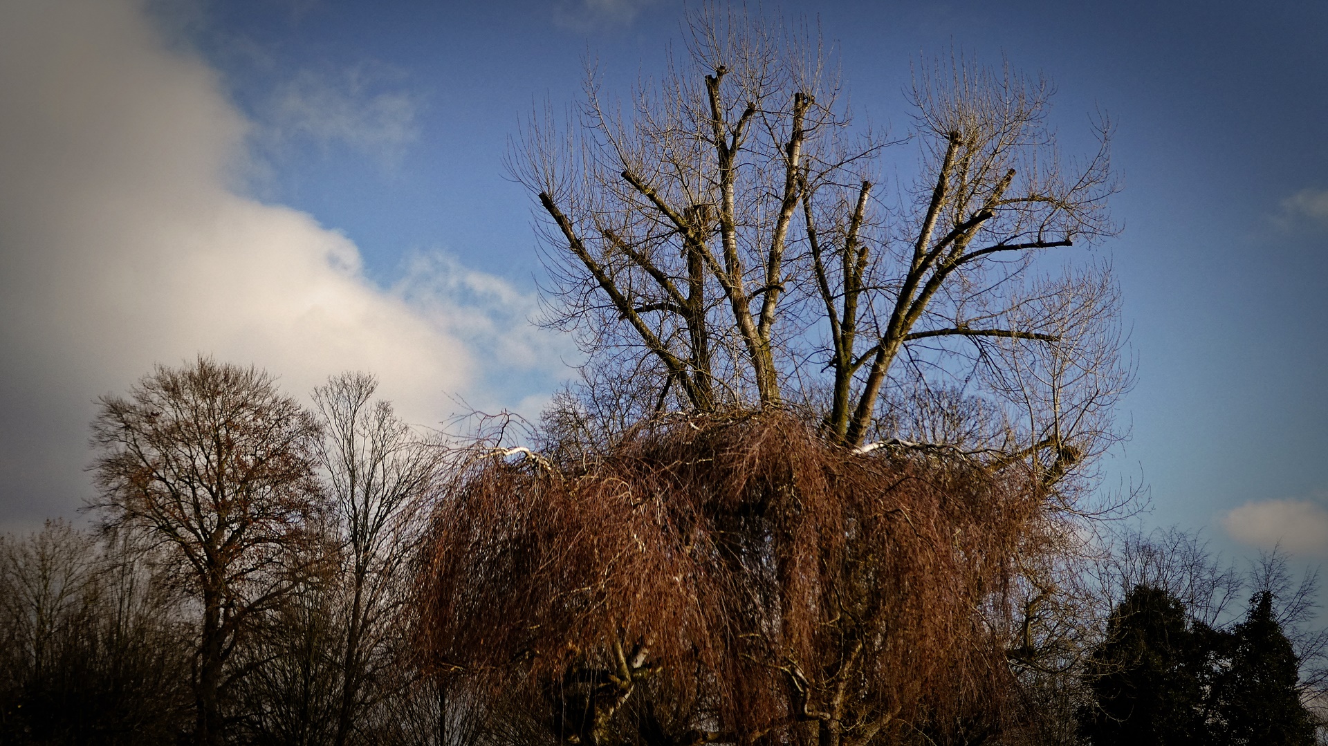 Bäume im Januar 