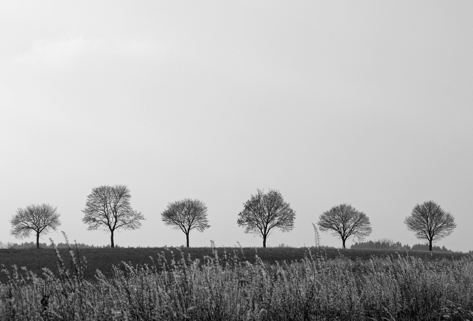 Bäume im Januar