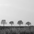 Bäume im Januar