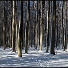 Bäume im Januar