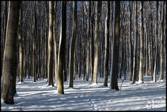 Bäume im Januar