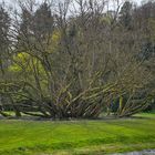 Bäume im Kurpark von Bad Bergzabern 