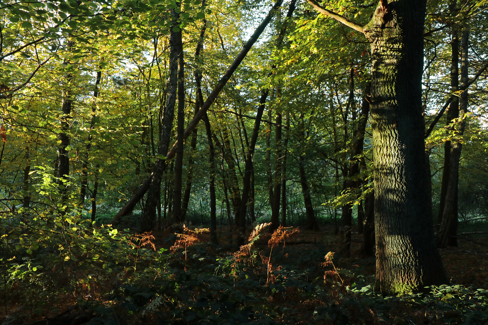 Bäume im Lammer Holz