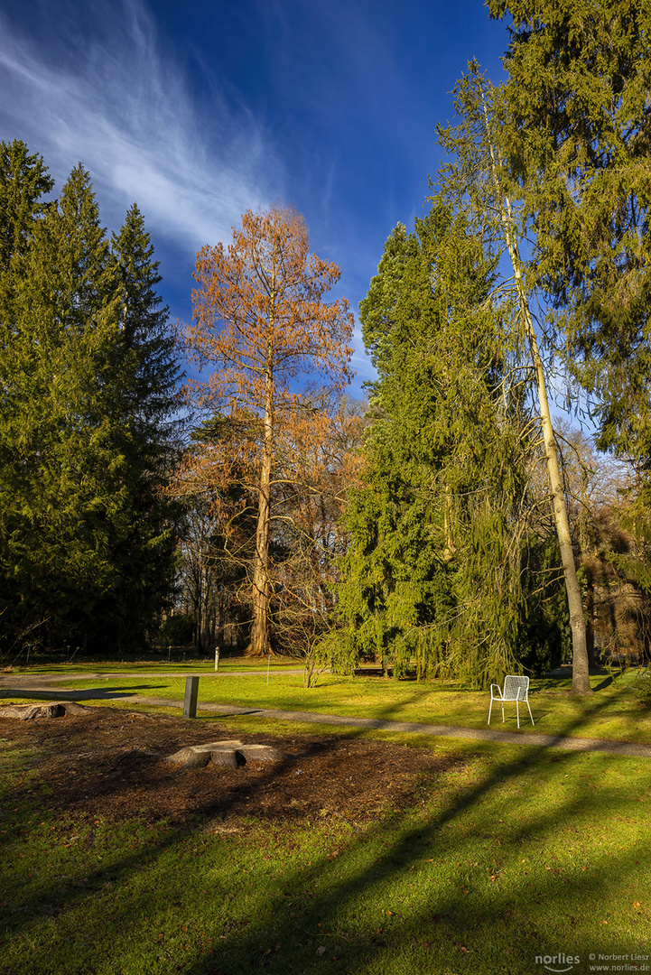 Bäume im Licht