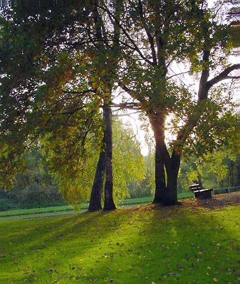 Bäume im Licht Foto & Bild | jahreszeiten, herbst, natur Bilder auf fotocommunity