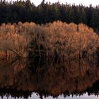 Bäume im Licht der untergehenden Sonne