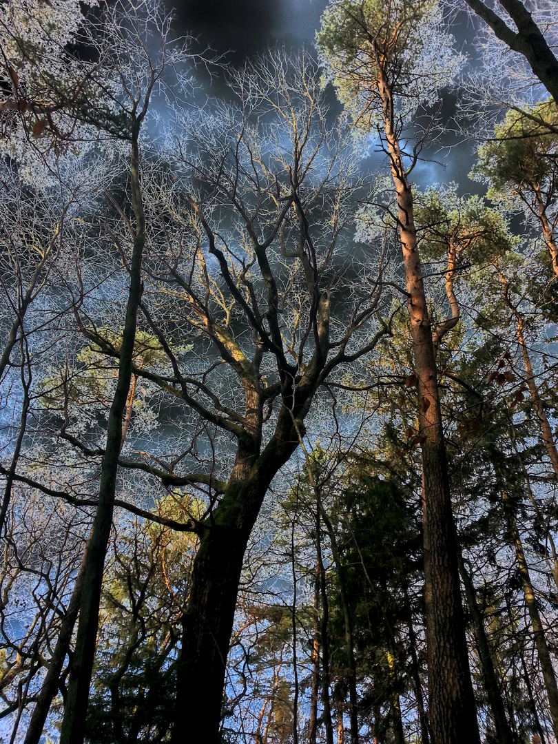 Bäume im Licht und Schatten....