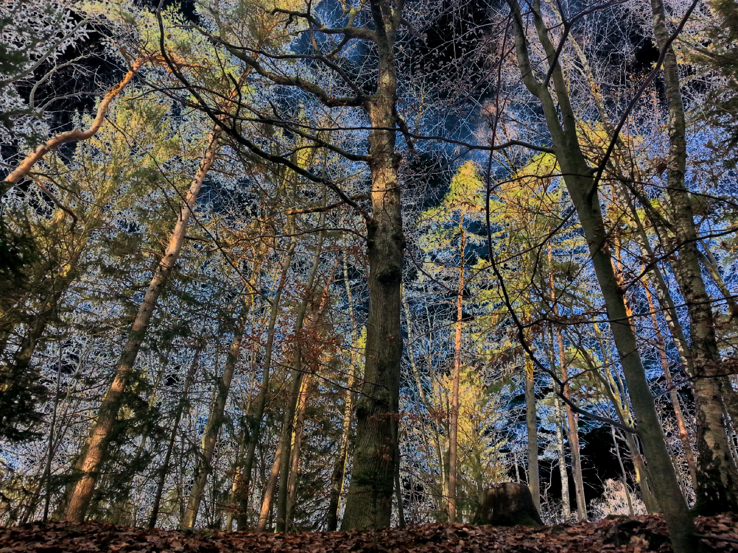 Bäume im Licht und Schatten....