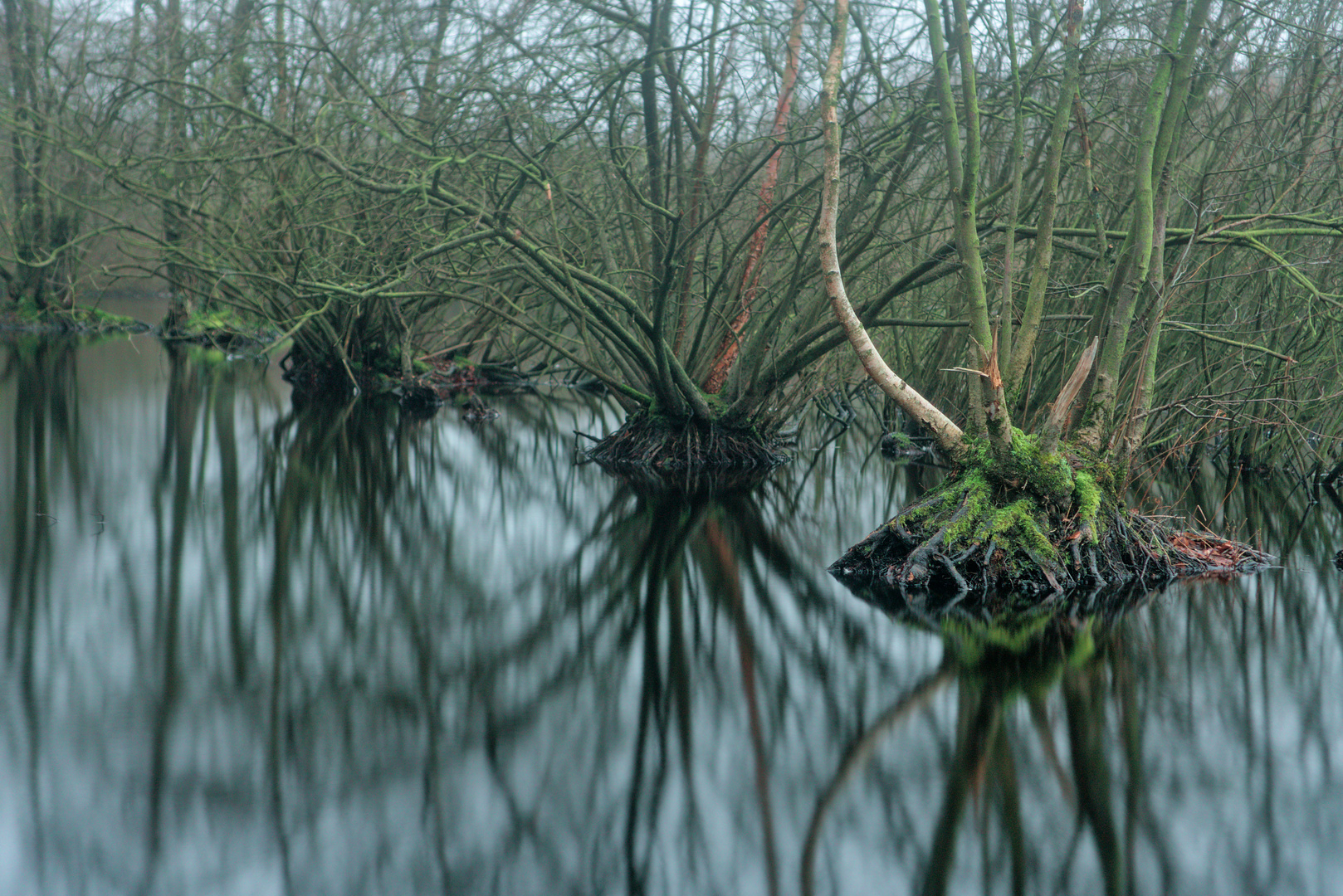 Bäume im Moor