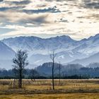 Bäume im Moos vor Wetterstein