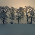 Bäume im Morgen Nebel