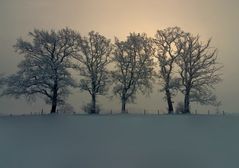 Bäume im Morgen Nebel