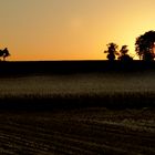 Bäume im morgendlichen Gegenlicht