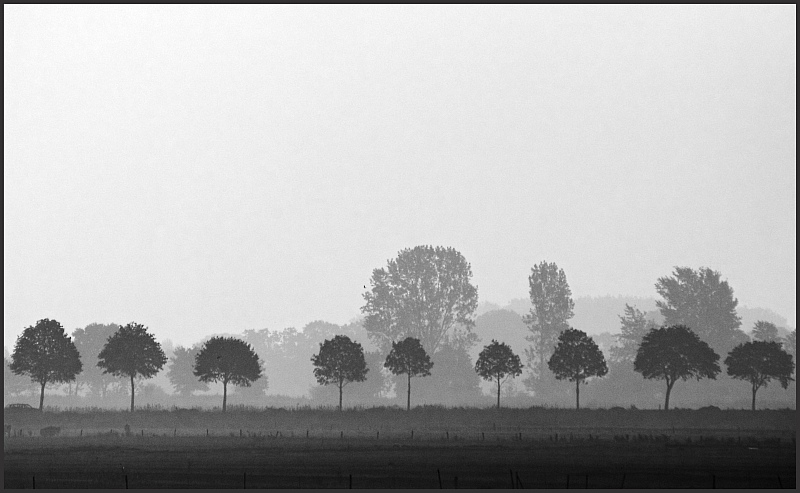 Bäume im Morgendunst an der Elbe