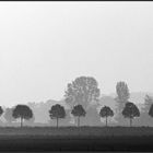 Bäume im Morgendunst an der Elbe