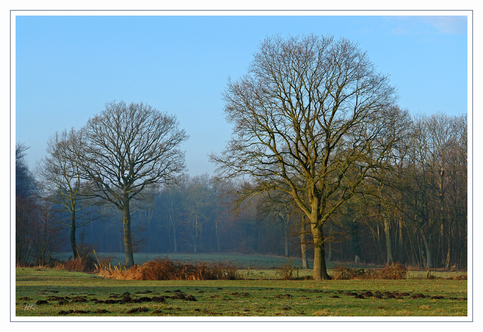 Bäume im Morgenlicht