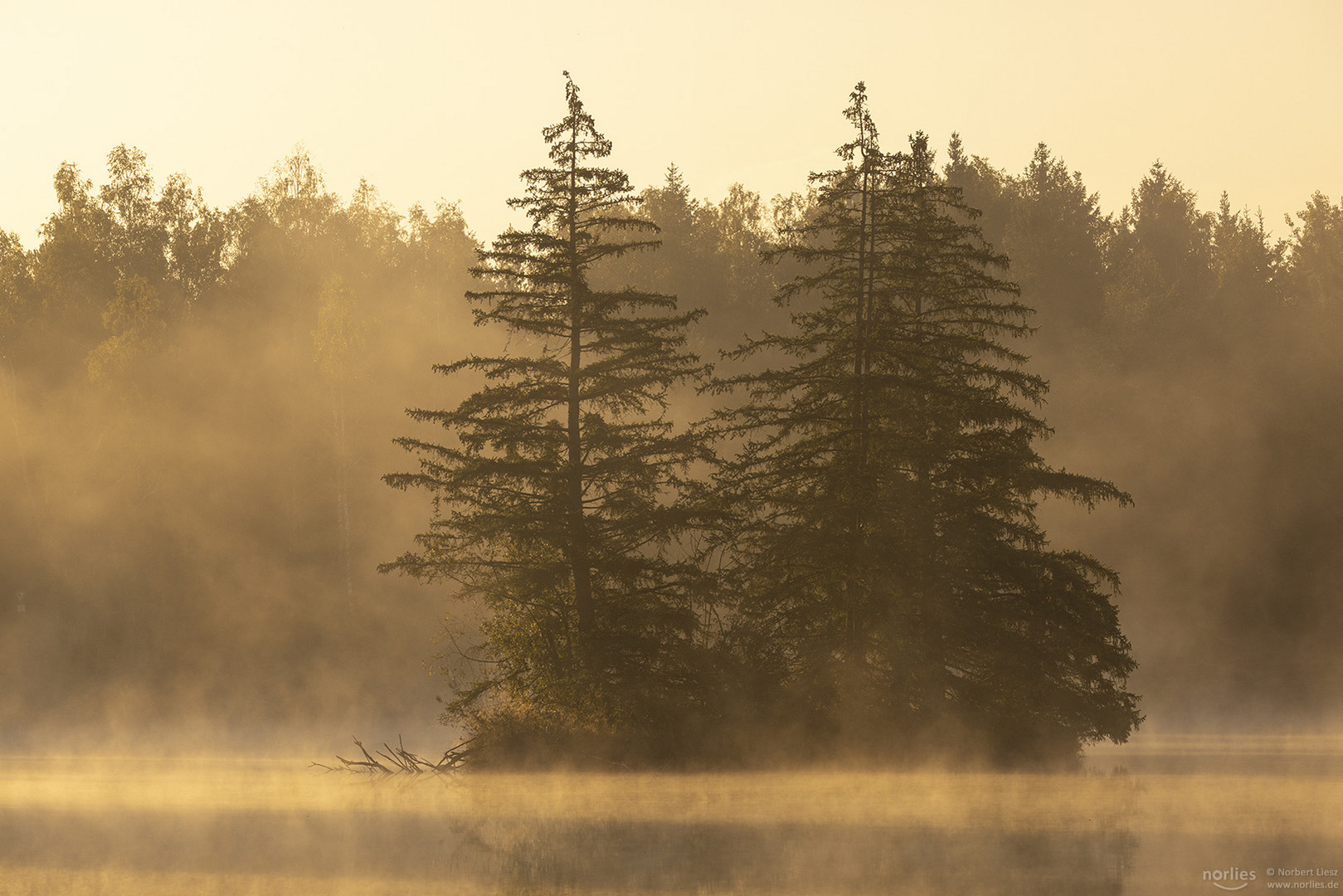 Bäume im Morgennebel