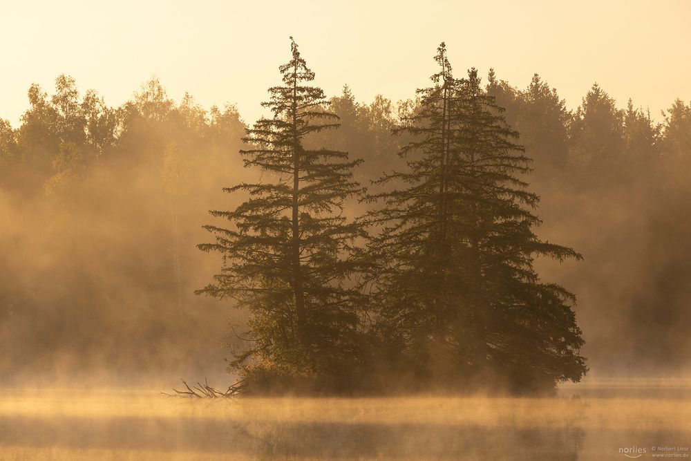 Bäume im Morgennebel