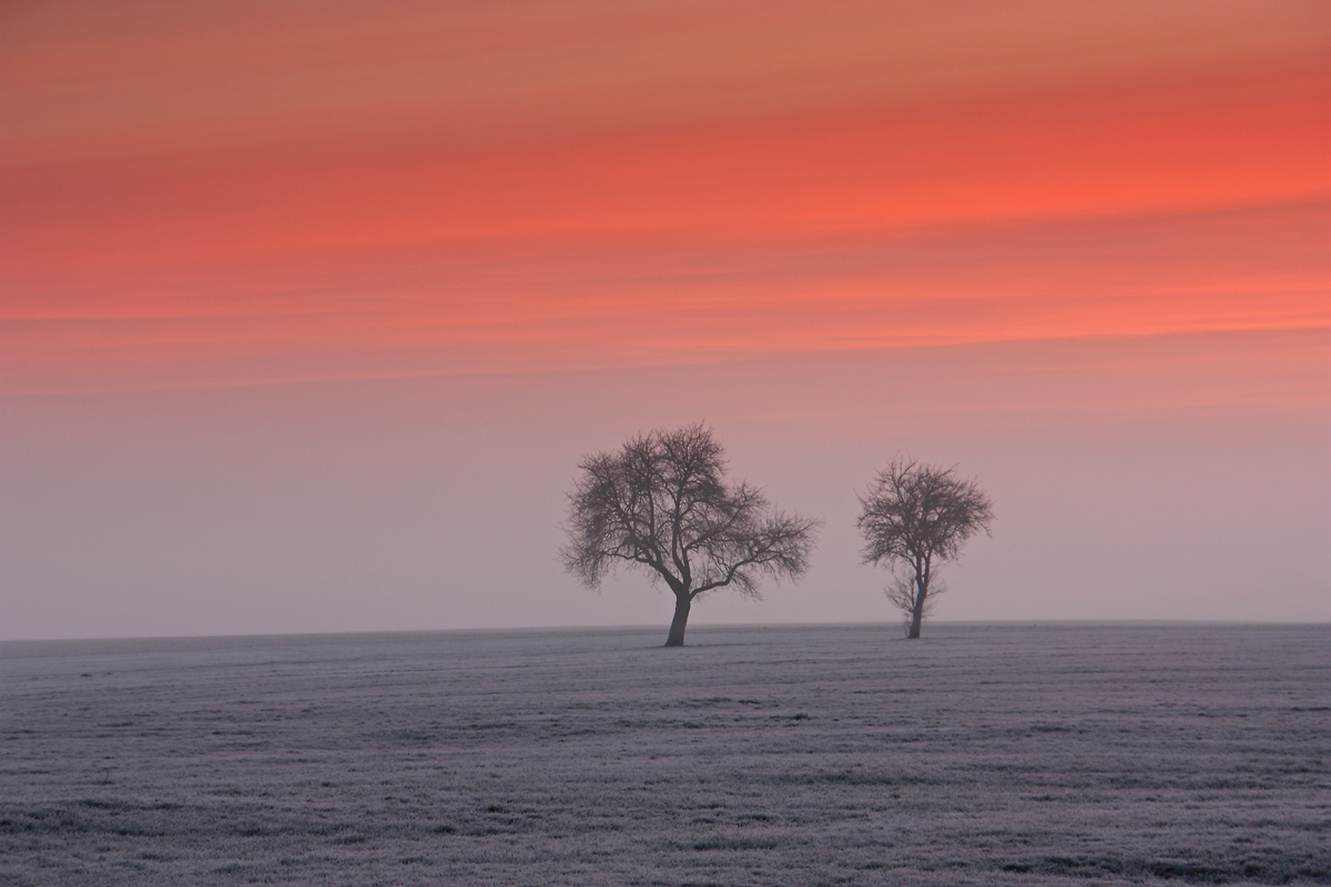 Bäume im Morgennebel