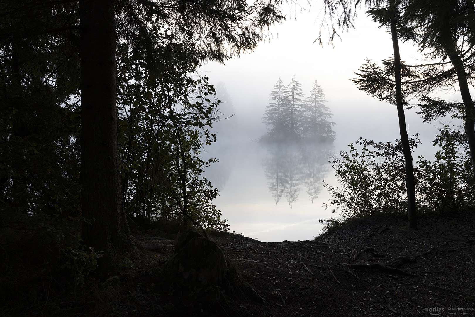 Bäume im Morgennebel