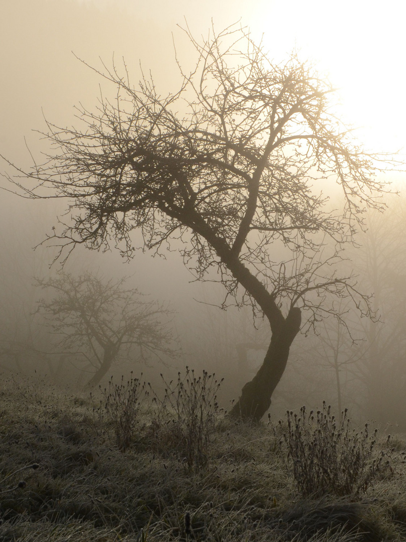 Bäume im Morgennebel