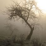 Bäume im Morgennebel