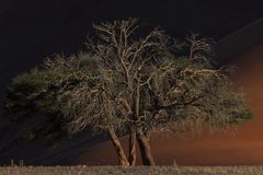 Bäume im Namib-Naukluft-Park