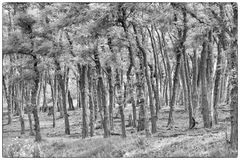 Bäume im Nationalpark Neusiedlersee