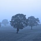 Bäume im Nebel