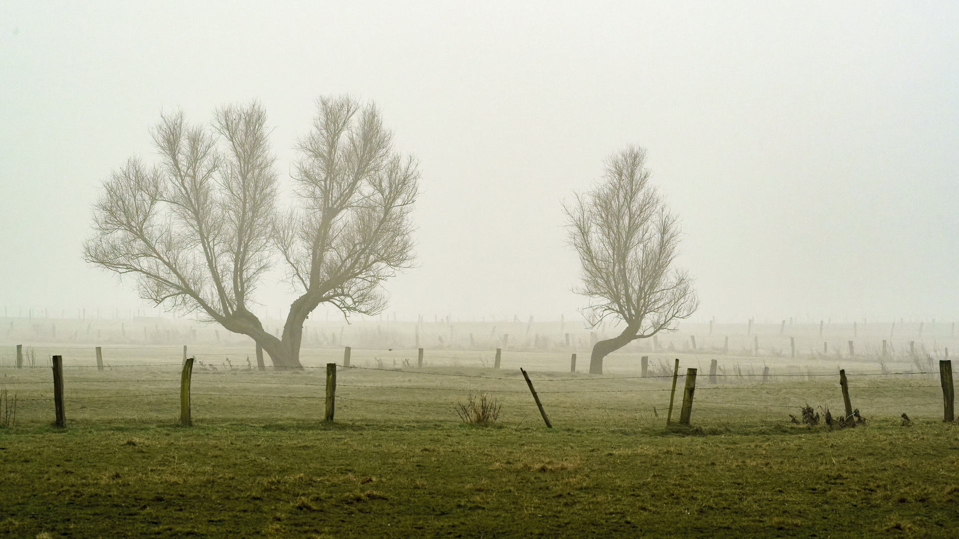 Bäume im Nebel 01, Bislicher Insel, 2022.01.15.